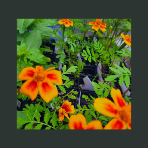 twenty five french marigolds bonita mix