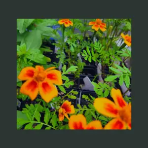 twenty five french marigolds bonita mix