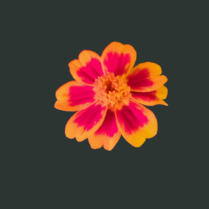 twenty five french marigolds bonita mix