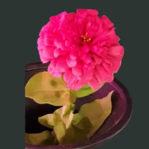 twelve cut and come again zinnias in glass vase