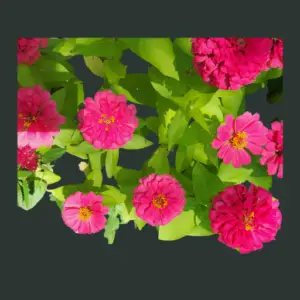 twelve cut and come again zinnias in glass vase