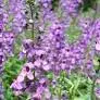 Twelve Angelonia Serena