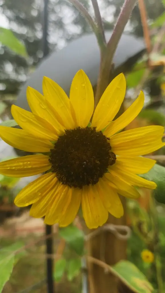 Sunflower with yellow leaves and dark brown center