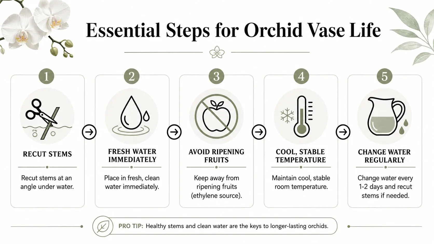 An infographic showing five essential steps to extend the vase life of cut white phalaenopsis orchids.